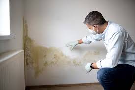 Best Commercial Mold Inspection  in Kingsland, GA